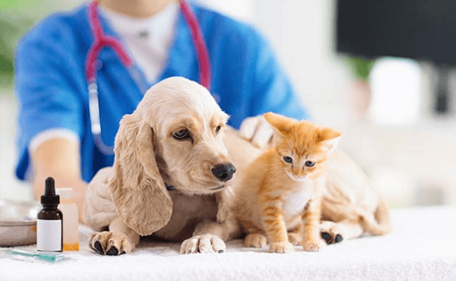 Assicurazione Cane e Gatto